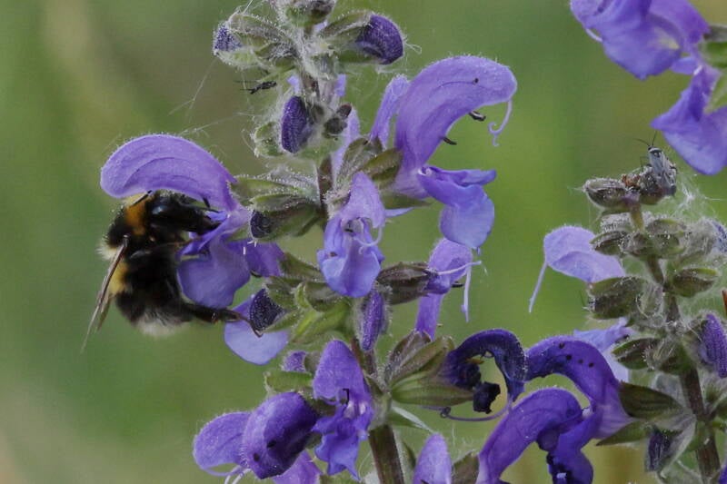 Hummel-