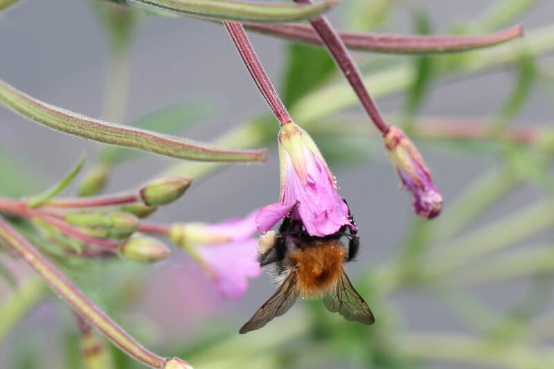 Hummel (Bombus) im Weidenröschen (Epilobium)