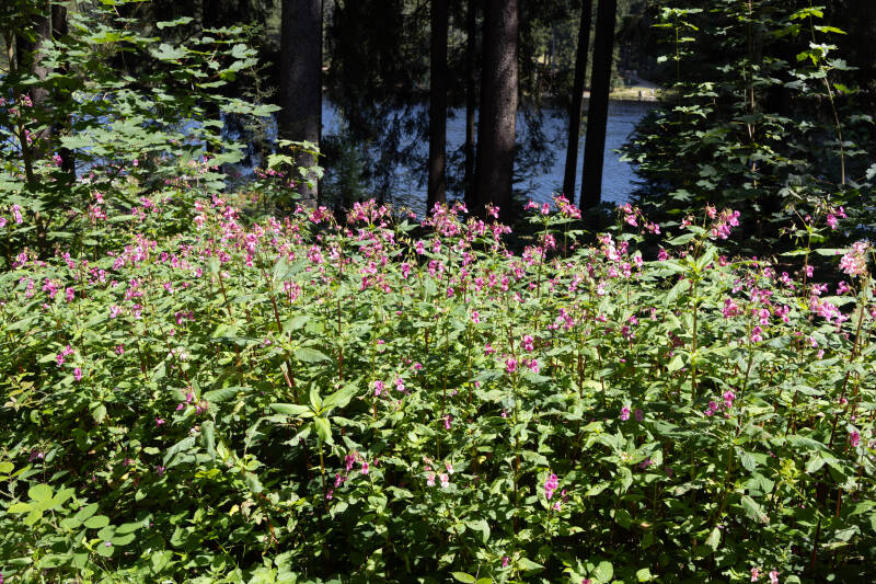 Heidelbeersträucher