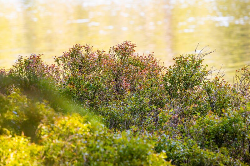 Heidelbeersträucher