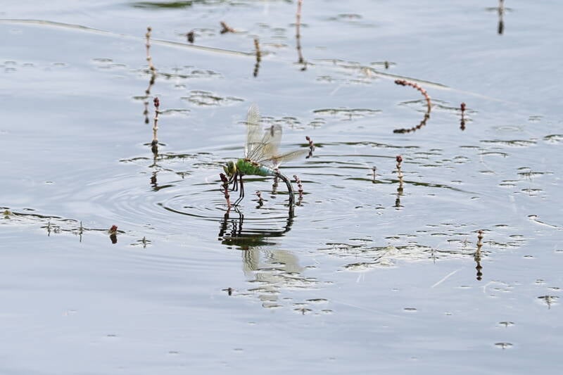 Königslibelle mit Spiegelung