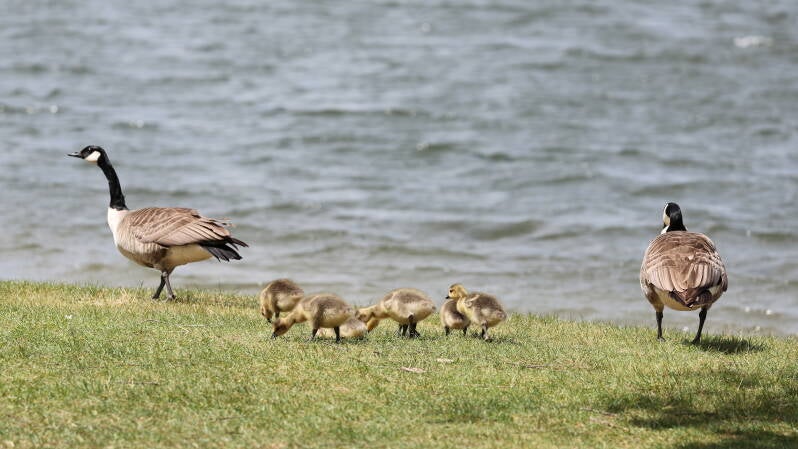 Kanadagänse mit Küken