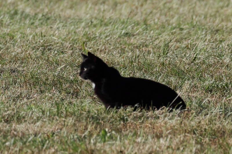 Kater Mika