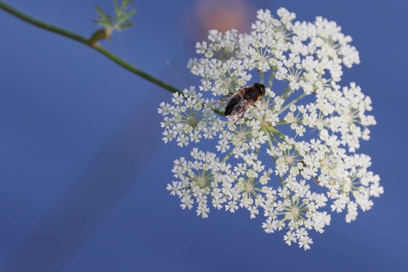 Keilfleckschwebfliege