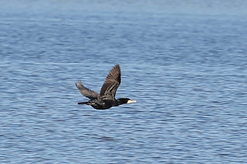 Kormoran