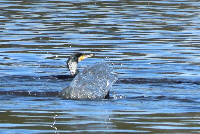 Kormoran am Rothsee