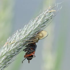 krappenspinne-fri-t-weichk-fer_img_5439-standard.jpg