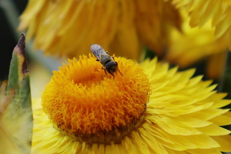 Löcherbiene (Heriades truncorum auf Gartenstrohblume (Xerochrysum bracteatum)