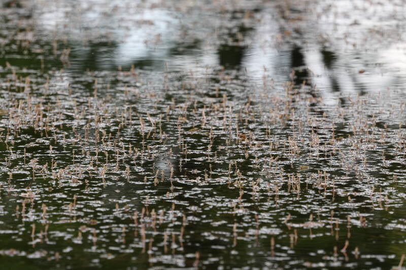 Laichkraut_