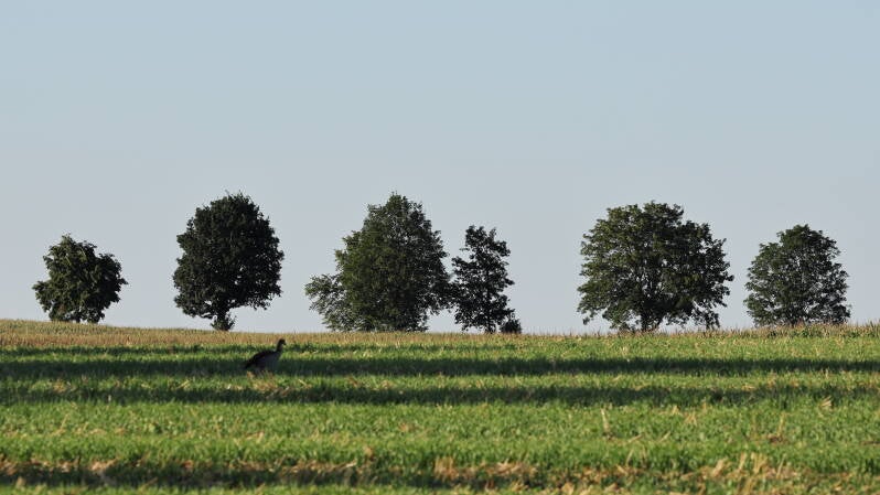 landschaft-b-ume_045a4186-standard.jpg