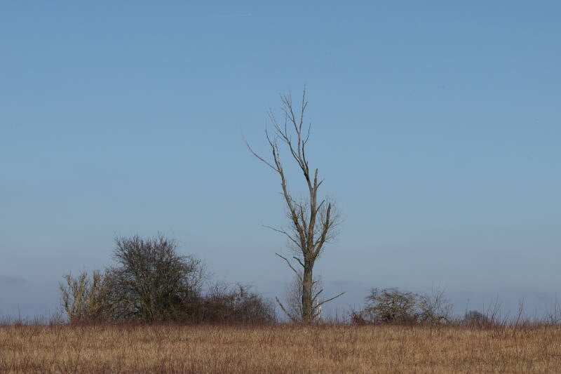 landschaft-kahler-baum_045a1354-standard.jpg