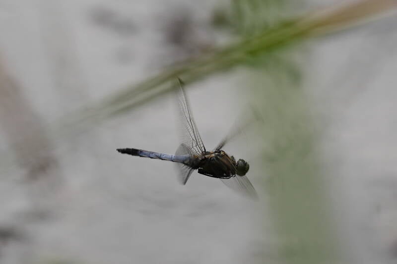 Großer Blaupfeil (Orthetrum cancellatum)