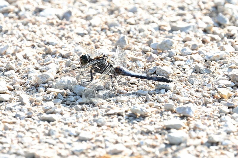 Großer Blaupfeil (Orthetrum cancellatum)