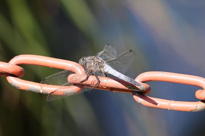 Großer Blaupfeil (Orthetrum cancellatum)