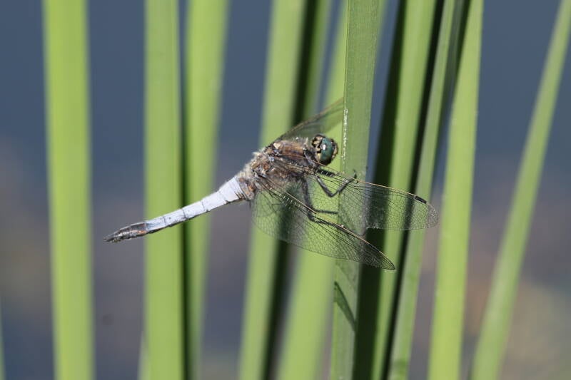Großer Blaupfeil (Orthetrum cancellatum)