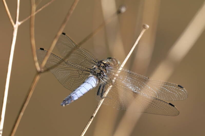 Libelle großer Blaupfeil