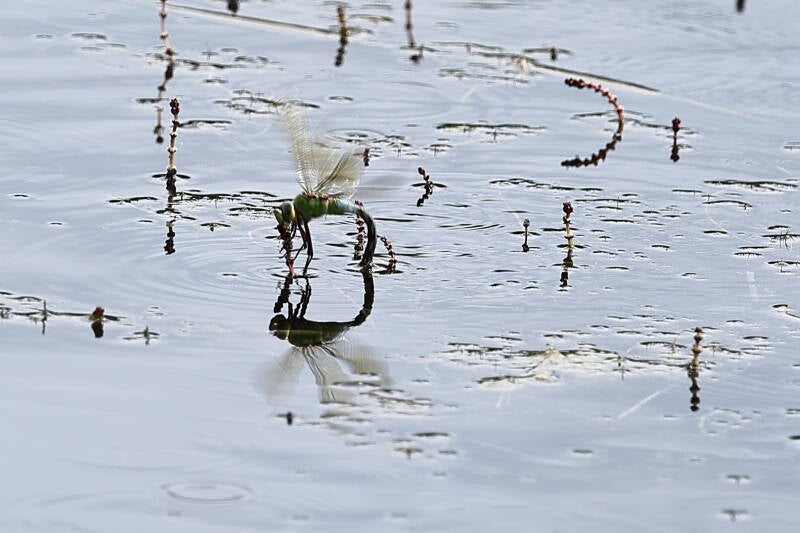 Königslibelle (Anax imperator) mit Spiegelung