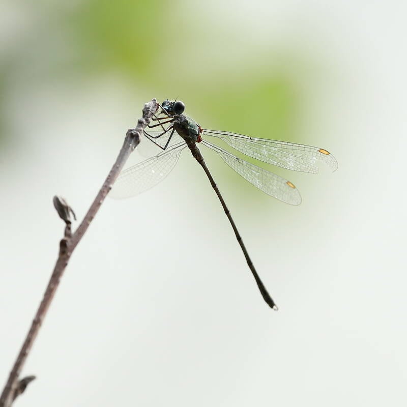 Libelle Wweidenjungf