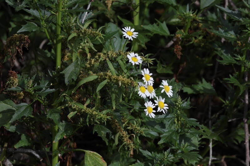 Magerwiesenmargarite