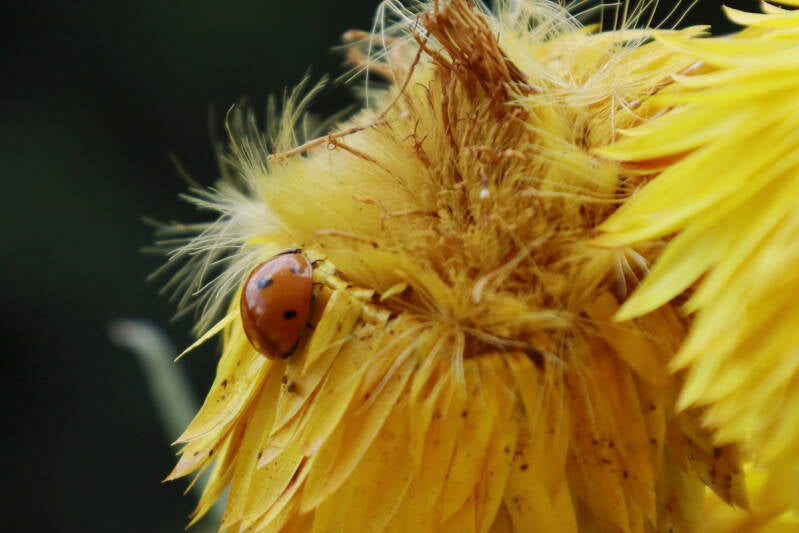 Marienkäfer (Coccinellidae)