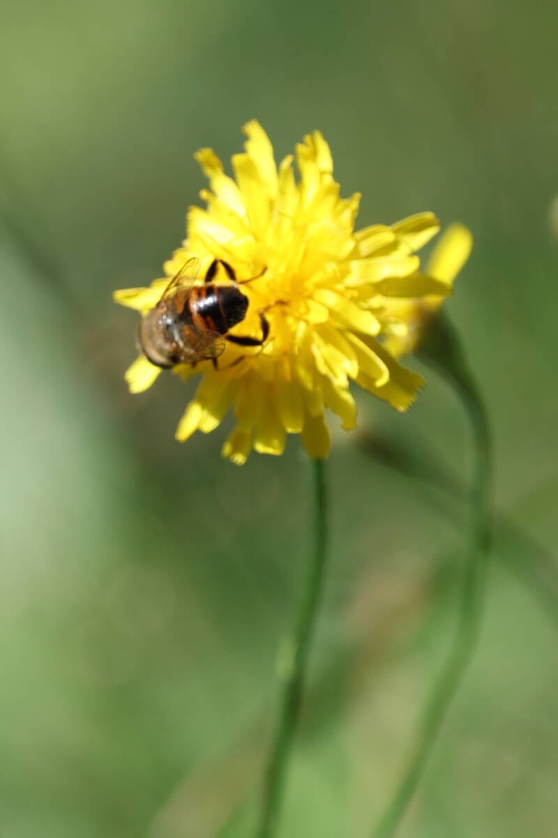 Mistbiene