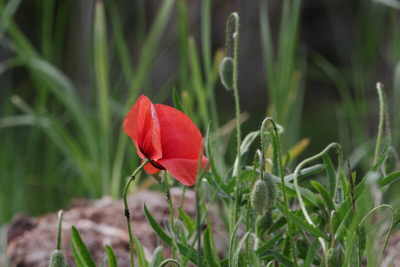 Mohnblume