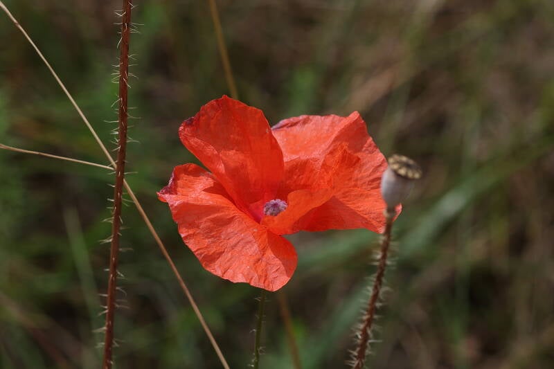 Mohnblume