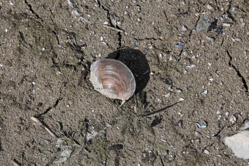 muschel_045a3620-standard.jpg