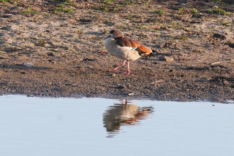 Nilgans