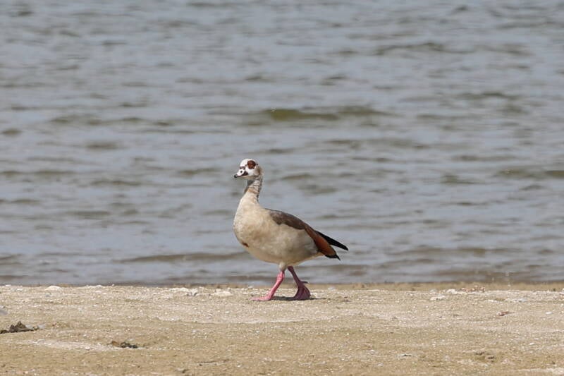 Nilgans