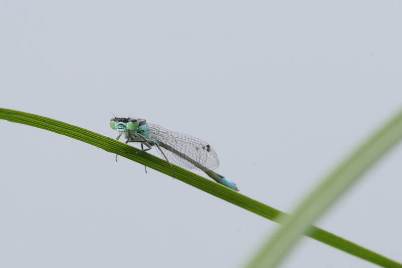Pechlibelle