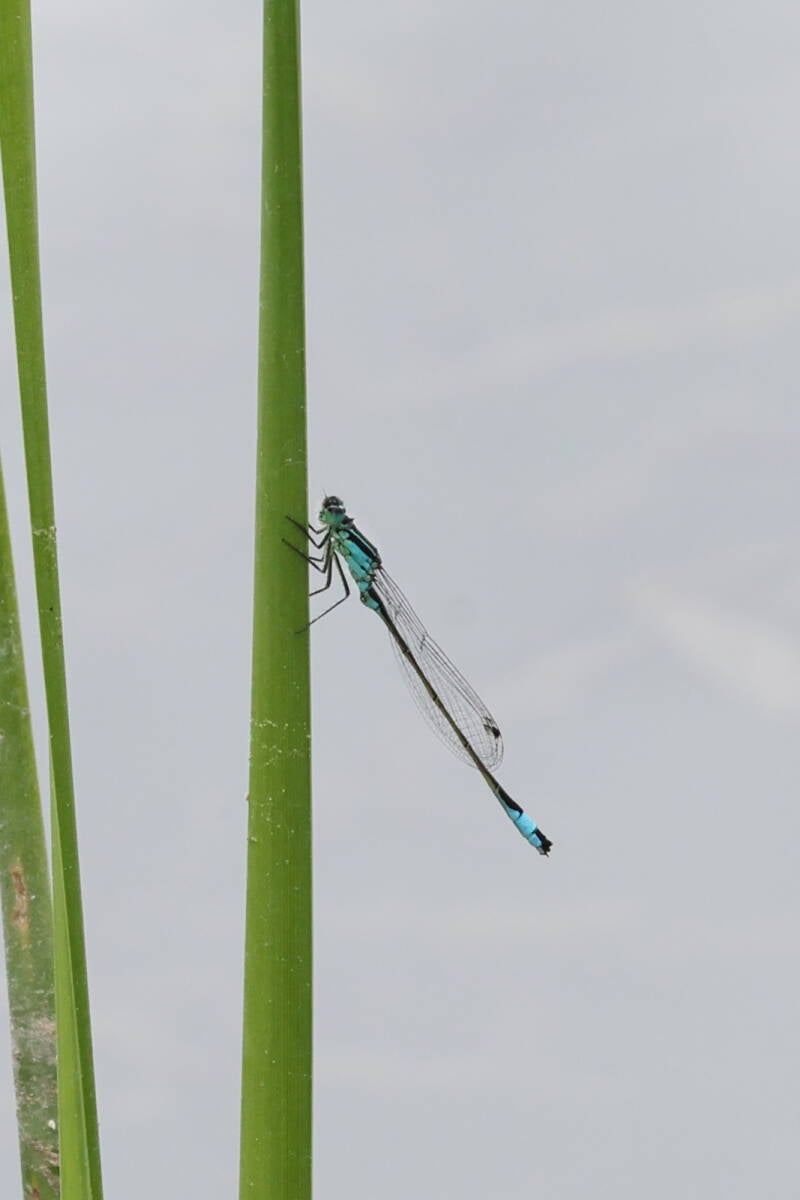 Pechlibelle