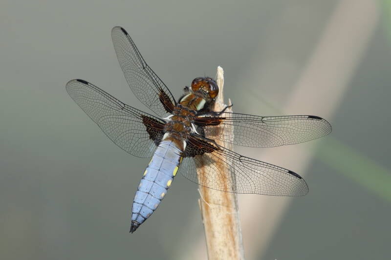 plattbauch-libelle_img_5416-standard.jpg