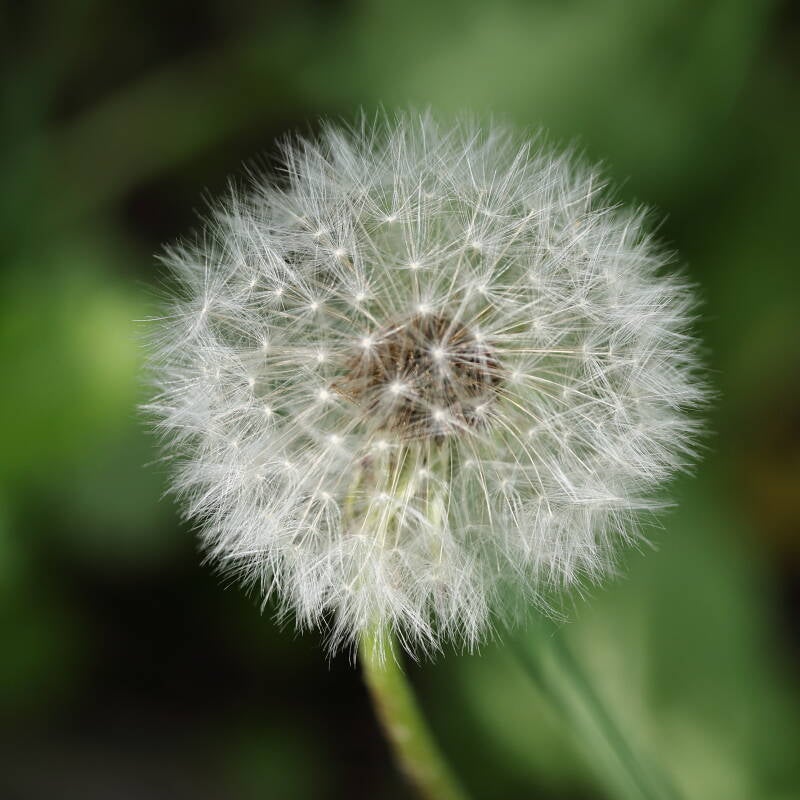Pusteblume