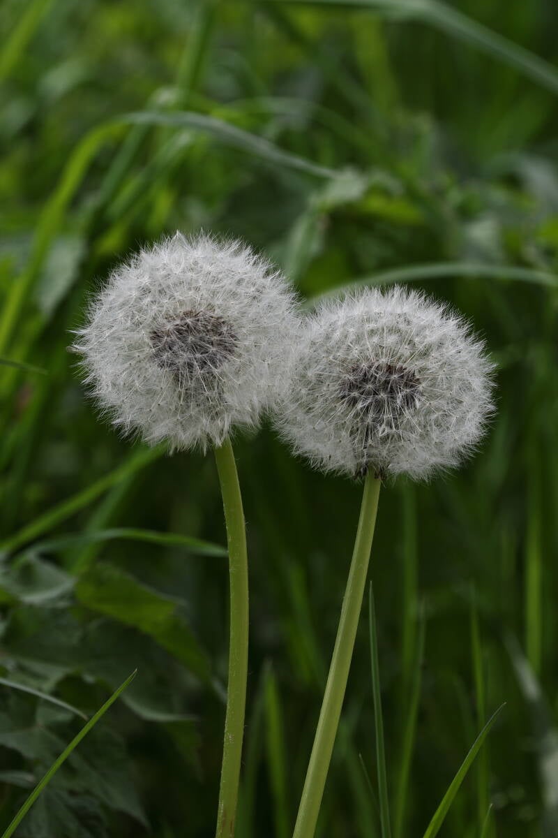 Pusteblumen