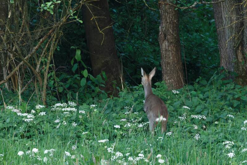 flüchtendes Reh