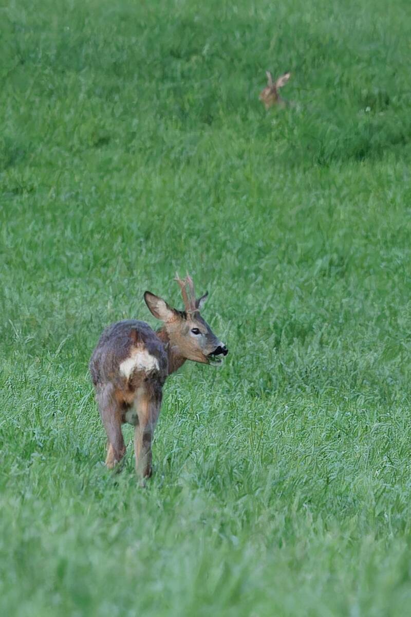 junger Rehbock