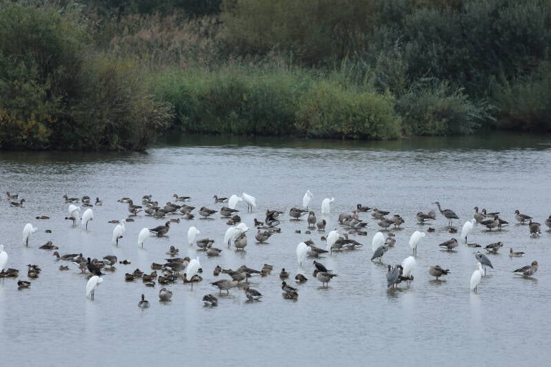 Reiher und Ententreff