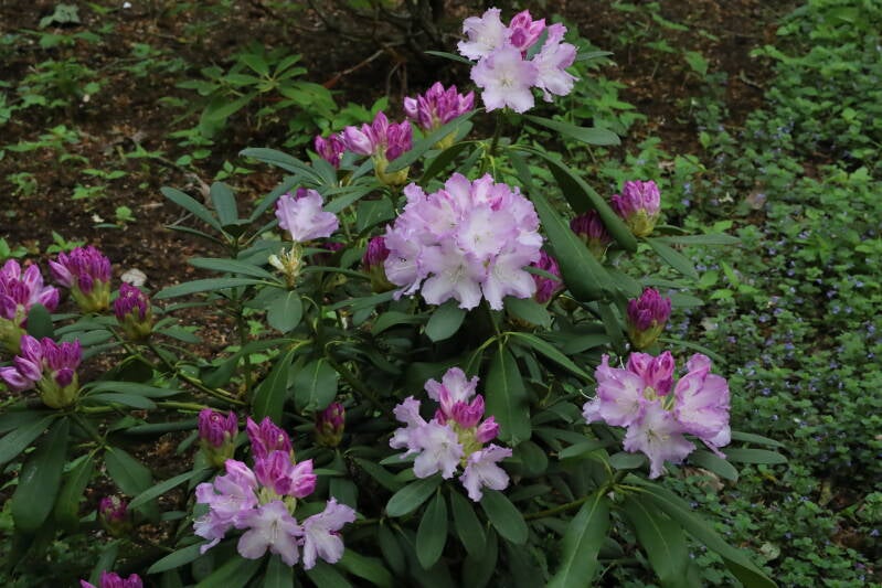 Rrhododendron