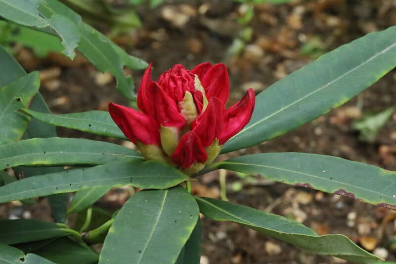 Rhododendron