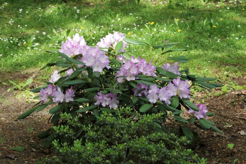 Rhodondendron