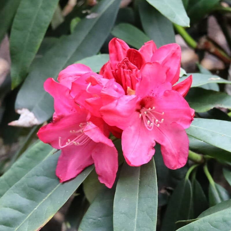Rhodondendron