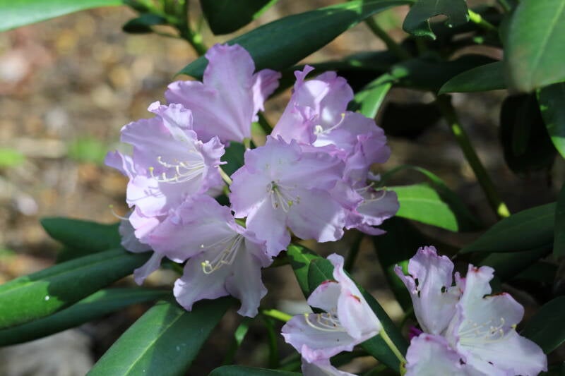 Rhodondendron
