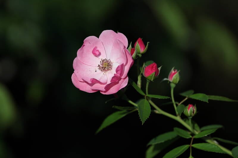 Rose