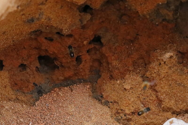rote Mauerbienen