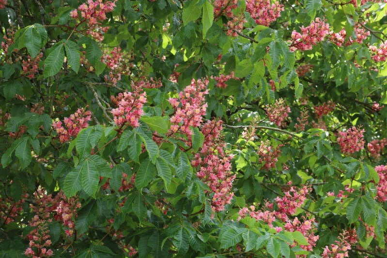 rote Rosskastanie