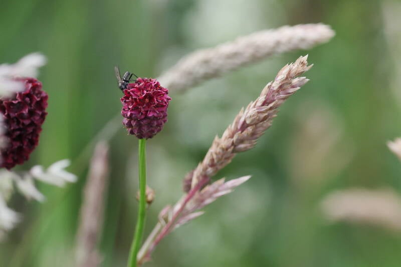 roter Wiesenknopf