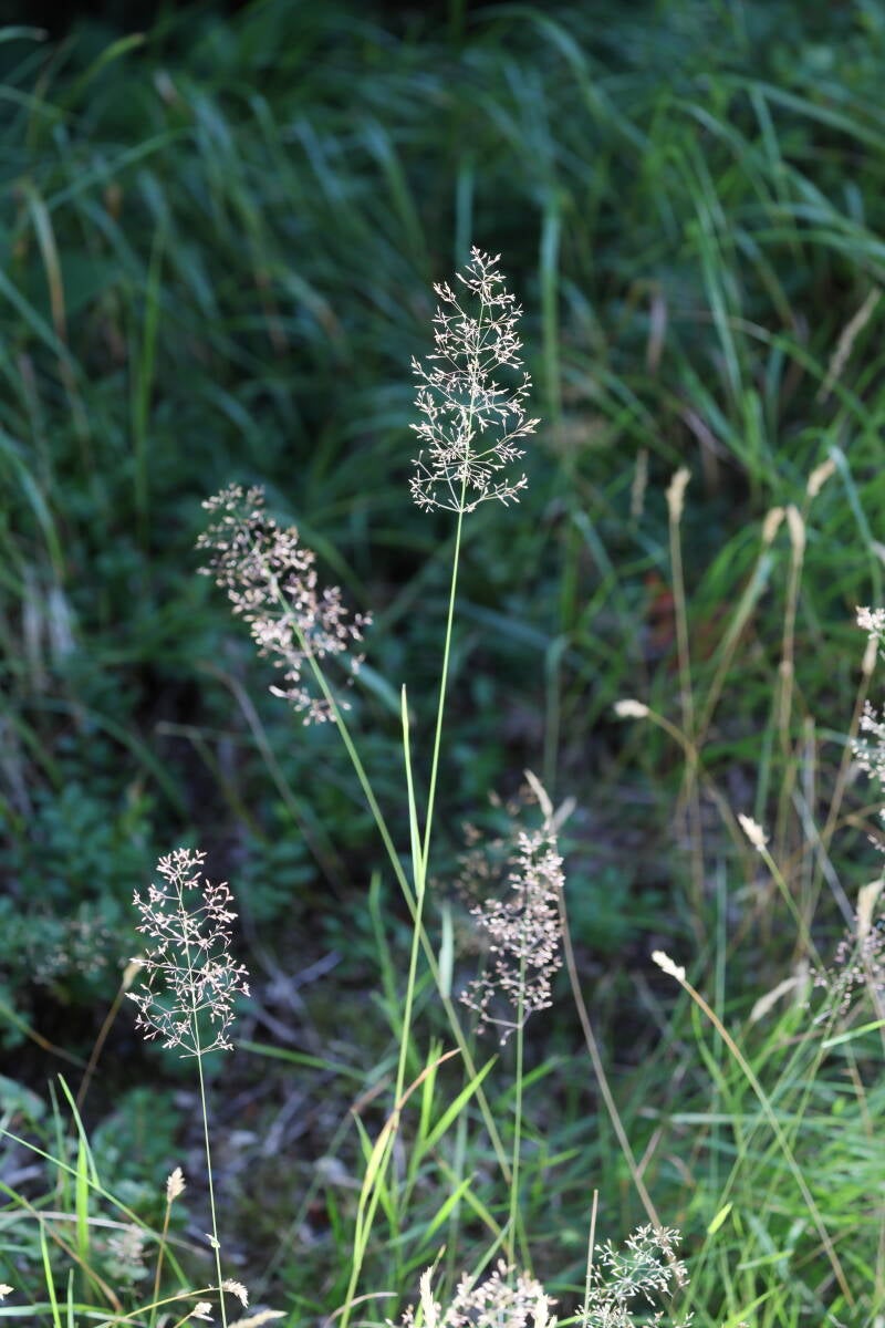 rotes-Strau?gras