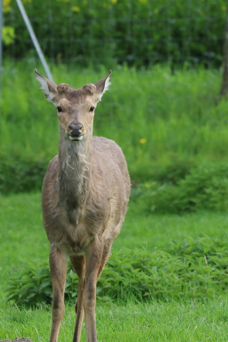 Rothirsch im Wildgehege