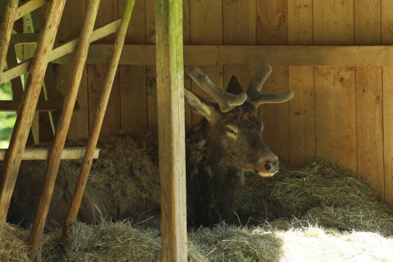 Rothirsch (Wildgehege)